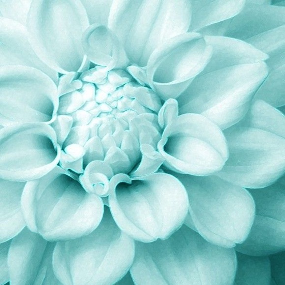 Meet your Posher, Addison - Picture 1 of 1